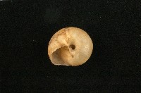 高雄球蝸牛藏品圖，第2張